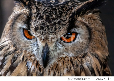 Bengal Eagle Owl with bright iris [Small mammal] 126673218