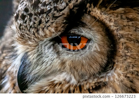 Bengal Eagle Owl with bright iris [Small mammal] 126673223