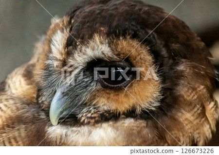 迷人的棕色木頭貓頭鷹，深棕色 126673226