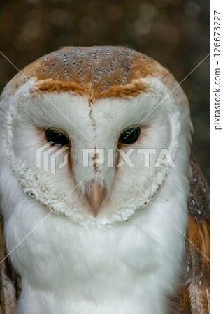 倉鴞（鴞）[鴞形目，鴞科] 126673227