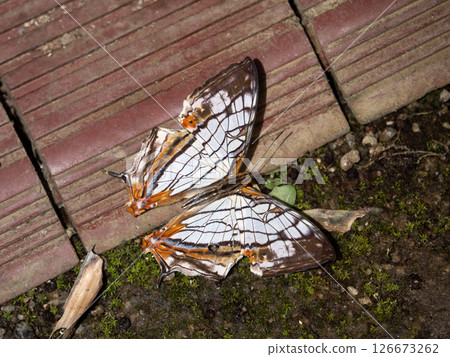 A butterfly 126673262