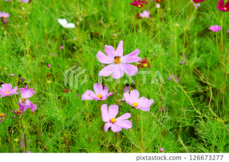 flowers in the wild,which can be used as background 126673277