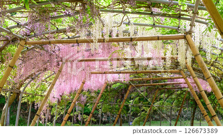 A refreshing spring morning: Wisteria tunnel, Iwate Prefecture 126673389