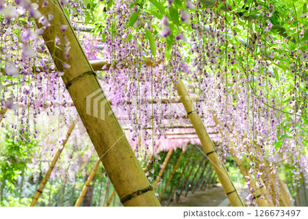 Beautiful wisteria trellis in full bloom with the morning sun shining through, Iwate Prefecture 126673497