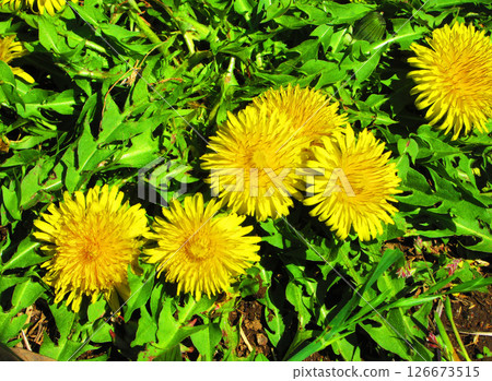 Beautiful scenery with dandelion flowers Beautiful scenery with dandelion flowers 126673515