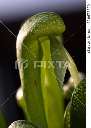 An InDepth CloseUp View that Showcases the Unique and Intriguing Structure of a Fascinating Carnivorous Plant Leaf 126673850
