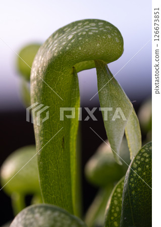 California pitcher plant, Cobra lily fascinating carnivorous plant 126673851