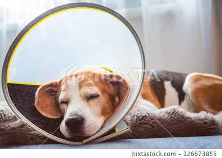 A Beagle dog is peacefully resting with a comfortable cone collar following surgery in a cozy indoor setting A Beagle dog is peacefully resting with a comfortable cone collar following surgery in a cozy indoor setting 126673855