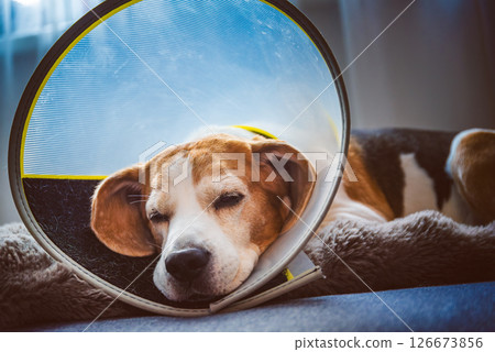 A Beagle is comfortably recovering while wearing an Elizabethan collar in a warm and cozy indoor environment A Beagle is comfortably recovering while wearing an Elizabethan collar in a warm and cozy indoor environment 126673856