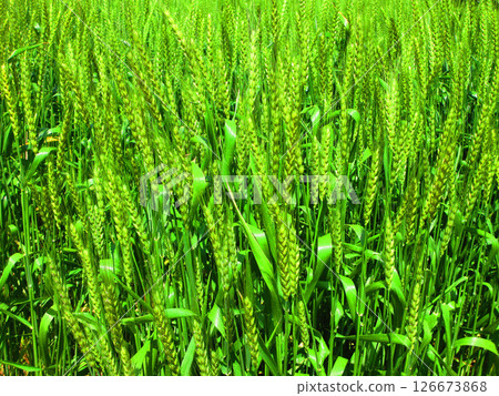 Green landscape of wheat fields 126673868