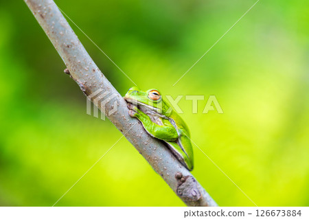 A green tree frog taking a nap on a thin branch 126673884