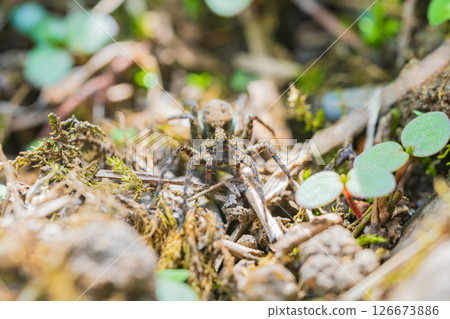 狼蛛的卵囊位於背部 126673886