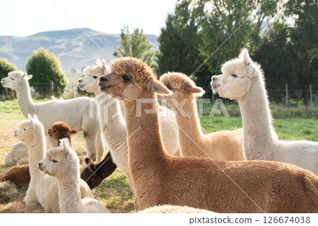 alpaca farm nature animal Alpaca animal アルパカ alpaca farm nature animal Alpaca animal アルパカ 126674038