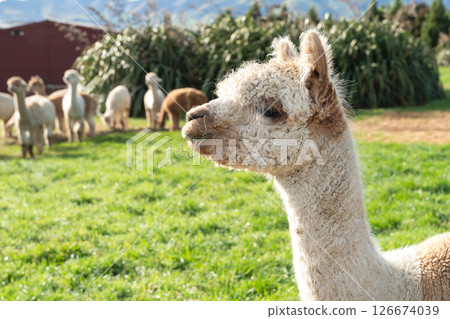 羊駝 農場 自然 動物 Alpaca animal アルパカ 羊駝 農場 自然 動物 Alpaca animal アルパカ 126674039