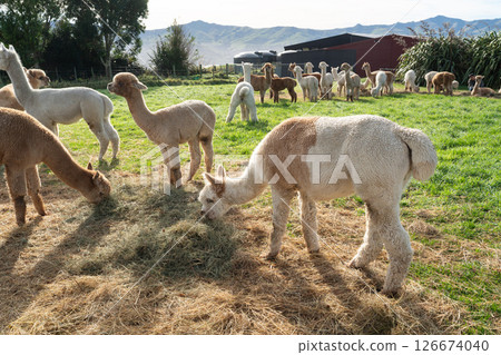 alpaca farm nature animal Alpaca animal アルパカ alpaca farm nature animal Alpaca animal アルパカ 126674040