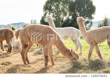 羊駝 農場 自然 動物 Alpaca animal アルパカ 羊駝 農場 自然 動物 Alpaca animal アルパカ 126674041