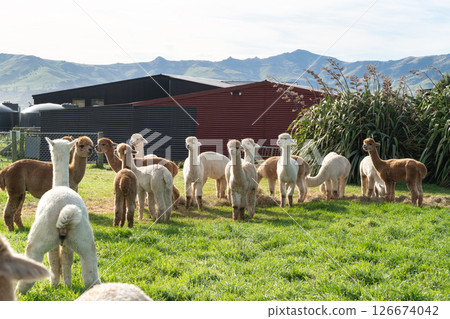 羊駝 農場 自然 動物 Alpaca animal アルパカ 羊駝 農場 自然 動物 Alpaca animal アルパカ 126674042