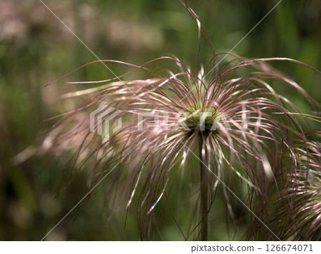 The lovely fruits of the Pulsatilla arvensis ripened in the warm month of April. The lovely fruits of the Pulsatilla arvensis ripened in the warm month of April. 126674071