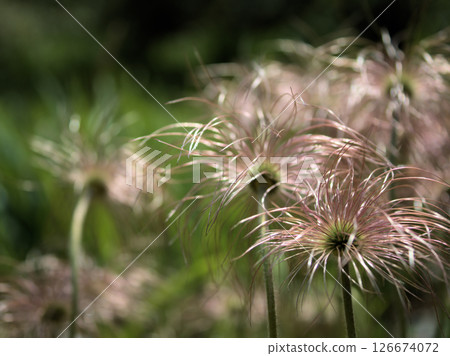 The lovely fruits of the Pulsatilla arvensis ripened in the warm month of April. 126674072