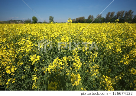 A field of yellow flowers with a blue sky in the background 126674122