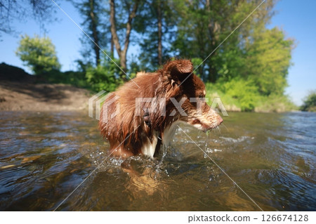 A brown dog is in the water, splashing around and enjoying itself A brown dog is in the water, splashing around and enjoying itself 126674128