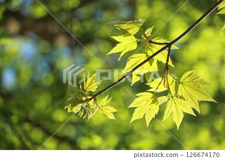 A leafy tree branch with a bright green leaf 126674170
