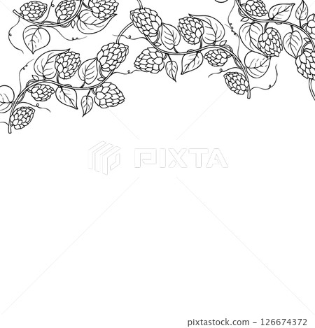 Vector common hop frame, logo, template. Graphic ink, eco, organic Humulus lupulus branch with leaves and cones illustration isolated on background. Hand drawn line sketch. For designers, prints, logo Vector common hop frame, logo, template. Graphic ink, eco, organic Humulus lupulus branch with leaves and cones illustration isolated on background. Hand drawn line sketch. For designers, prints, logo 126674372