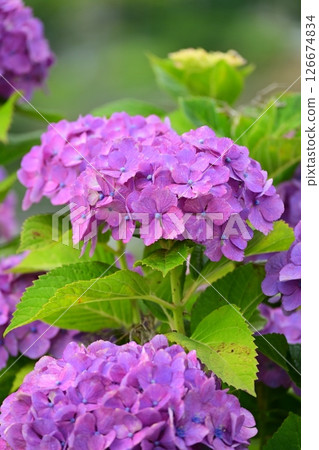 Hydrangea (for rainy season images, etc.) 126674834