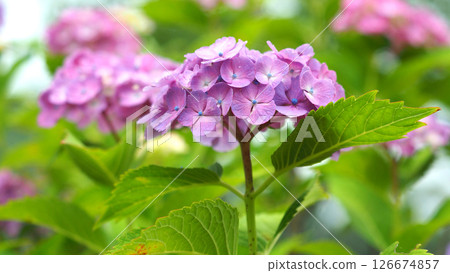 繡球花（用於雨季圖像等） 126674857