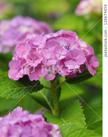 繡球花（用於雨季圖像等） 126674859