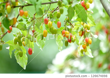 A landscape of gummies 126674898