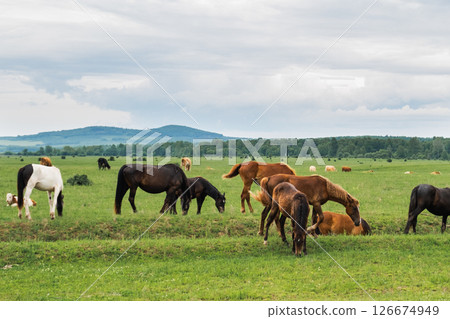 Modern animal livestock. Horses grazing in green field grassland farm countryside background. Horse in meadow chewing grass outdoor. Horse in natural eco farm. Herd of horses on green pasture 126674949