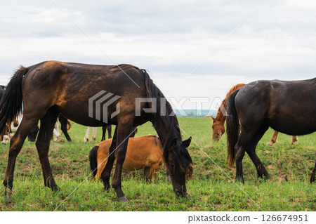 Modern animal livestock. Horses grazing in green field grassland farm countryside background. Horse in meadow chewing grass outdoor. Horse in natural eco farm. Herd of horses on green pasture 126674951