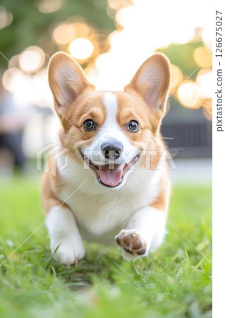 一隻笑容滿面的柯基犬在草地上奔跑，令人心情愉悅 126675027