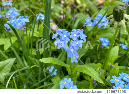 Close-up of vibrant blue forget-me-not flowers blooming in a lush green meadow. Close-up of vibrant blue forget-me-not flowers blooming in a lush green meadow. 126675298