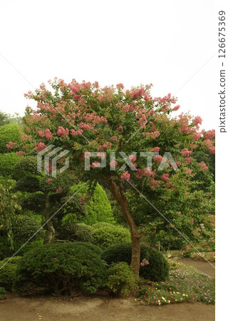 夏季日本花園,紫薇花盛開 夏季日本花園,紫薇花盛開 126675369