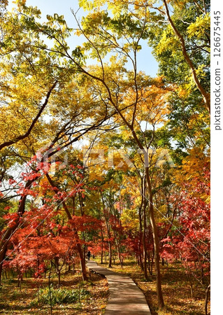 Photo of the path in the autumn forest 126675445