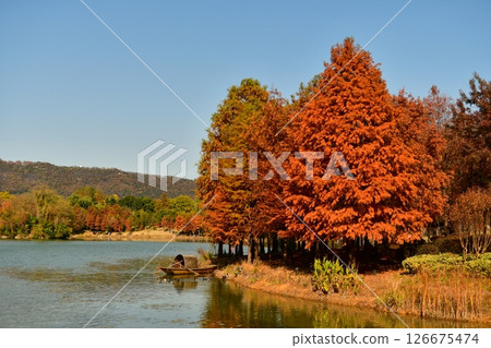 Photo of a traditional Chinese-style wooden boat moored next to the golden woods in autumn 126675474