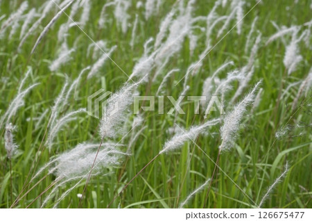 草原上，白茅草的白穗子隨風飄揚 126675477