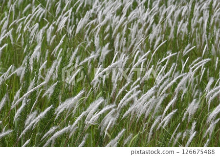 White ears of Imperata japonica fluttering in the wind across the grassland 126675488