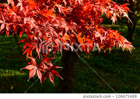Photo of red maple leaves in autumn 126675489