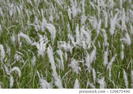 草原上，白茅草的白穗子隨風飄揚 126675490