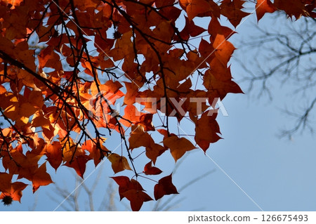 Photo of colorful sycamore leaves in autumn Photo of colorful sycamore leaves in autumn 126675493