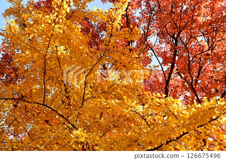 Looking up photo of colorful leaves in autumn 126675496