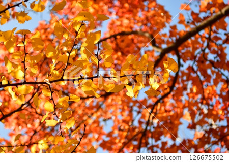 Looking up photo of colorful leaves in autumn 126675502