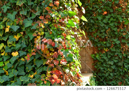 Close-up photo of vines on building exterior in autumn 126675517