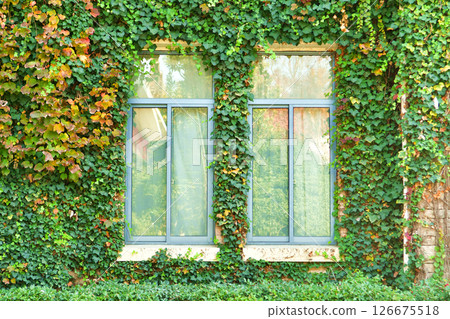 Photo of windows on facade of building covered with vines in autumn Photo of windows on facade of building covered with vines in autumn 126675518