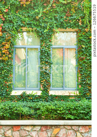 Photo of windows on facade of building covered with vines in autumn 126675519