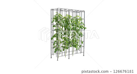 Vertical Garden Trellis With Lush Green Plants. Urban Gardening And Space Optimization Isolated On Transparent Background 126676181
