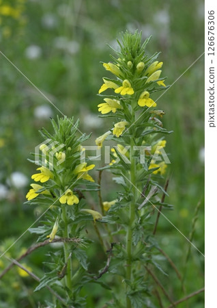 Yellow flowers of Artemisia umbellata blooming in the meadow 126676306
